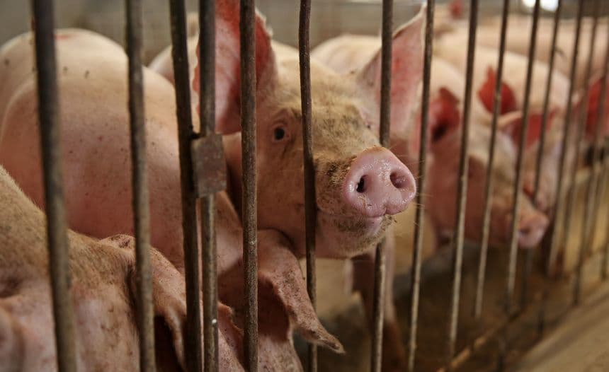 Pigs in a cage. Image: courtesy (WAP).