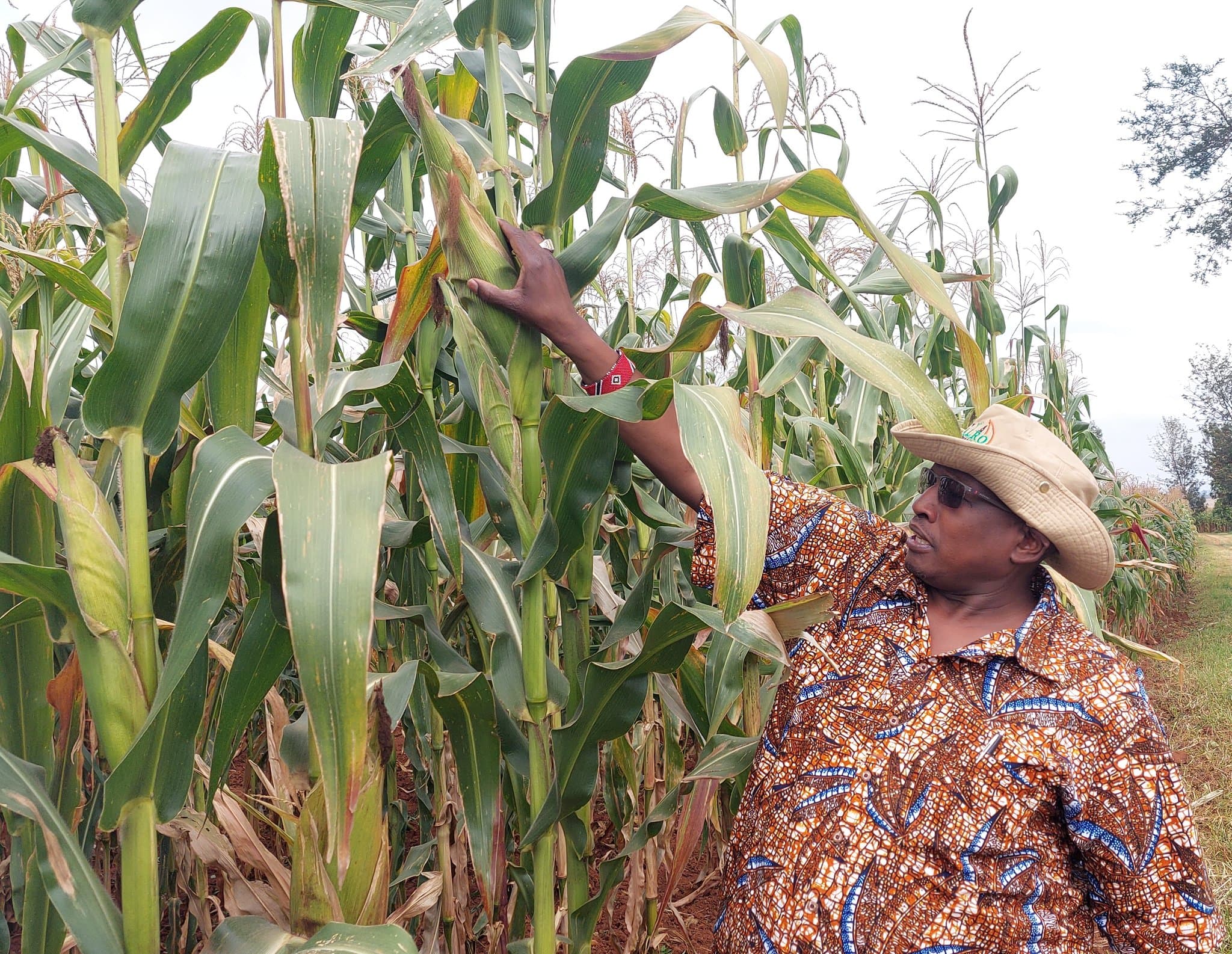 Dr Eliud Kireger at the Kalro demo farm in Kitale. (Photo:BDA).