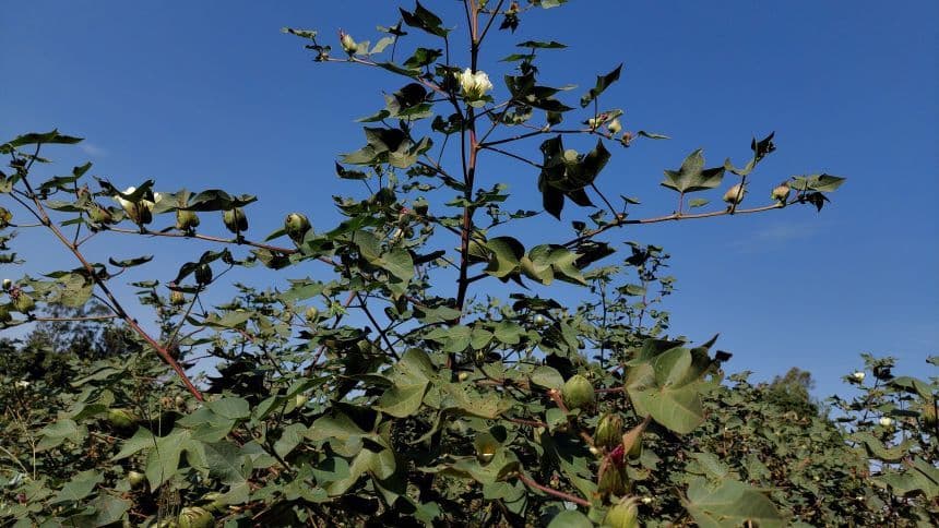 A cotton plantation at a farm in Busia. Photo (BDA).