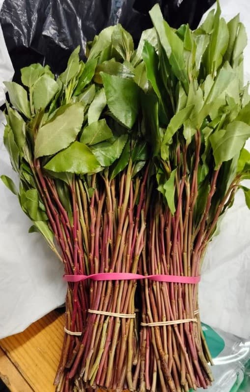 A batch of miraa. Image: courtesy.
