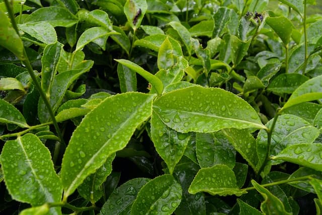 KTDA Teas Hit by New Auction Rule