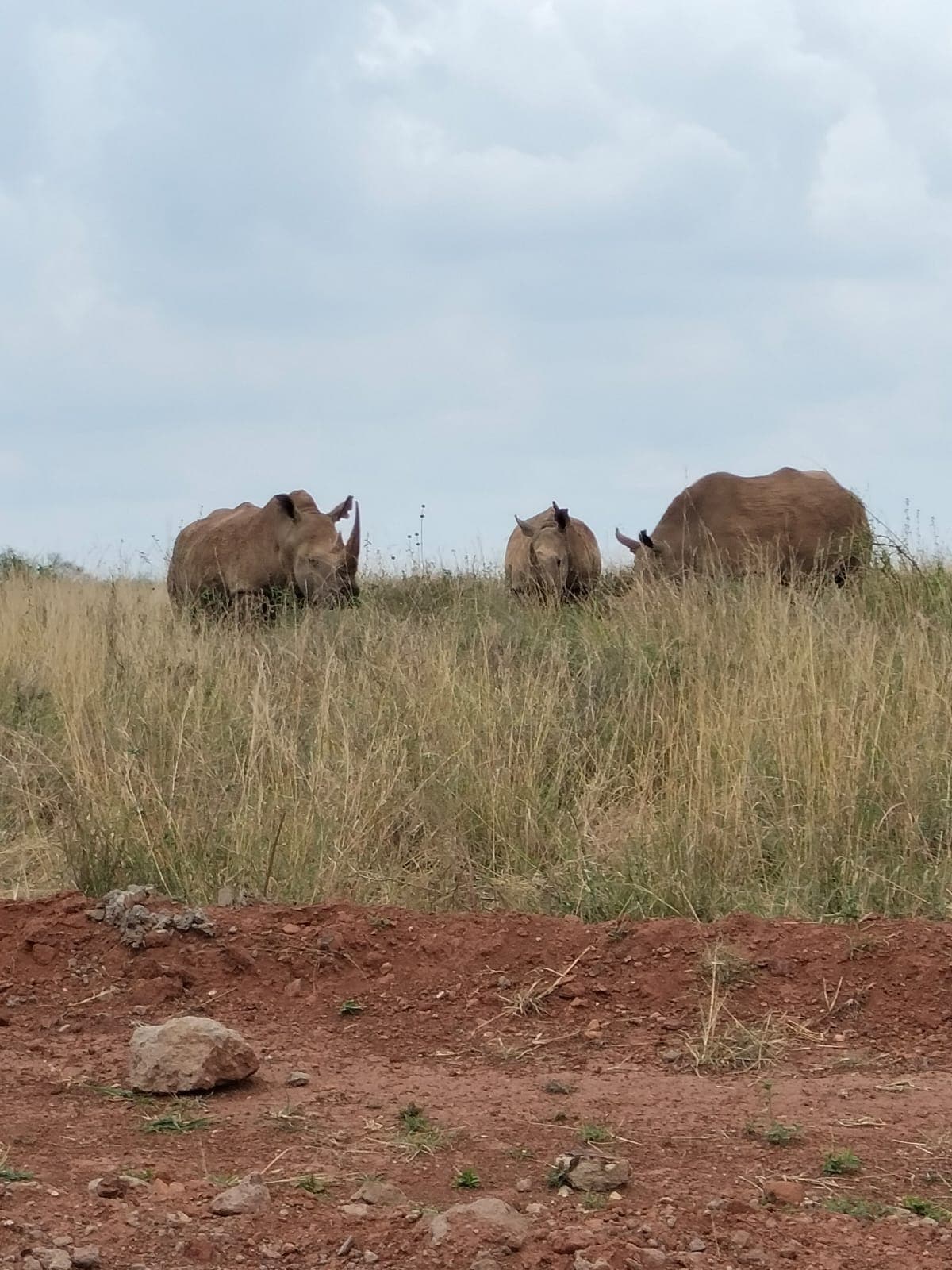 Rhinos at the Nairobi National Park. Image: Gerald Andae