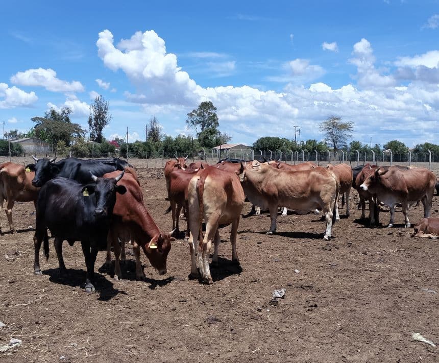 Cows in the shed. Image:BDA.