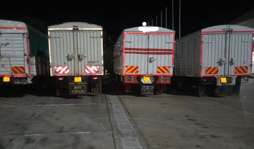 Lorries that were intercepted by HCD officials after crossing to Tanzania with immature avocado. Image: courtesy.