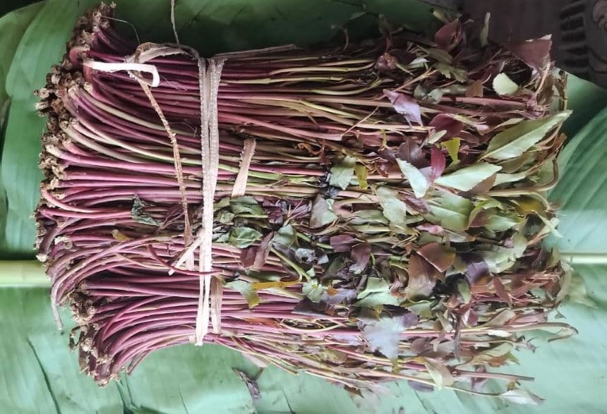 A batch of miraa. Image: courtesy.